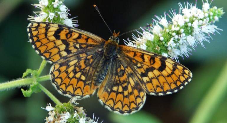 mariposa-extincion-efe.jpg