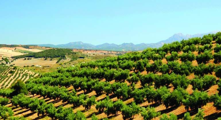 olivos.jpg