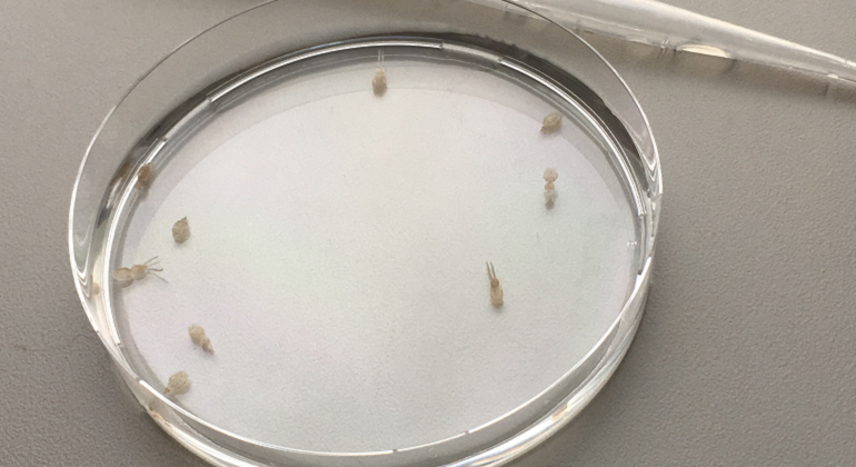 bacteria.png