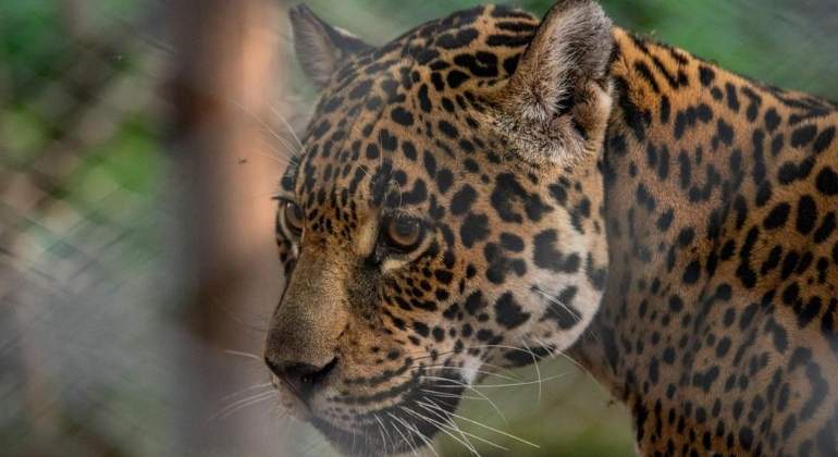 Jaguar-argentino-Reuters.jpg