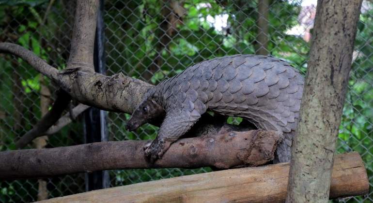 pangolin-coronavirus-getty.jpg
