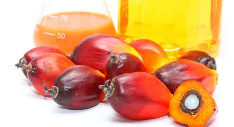 palma-aceite-dreamstime.jpg
