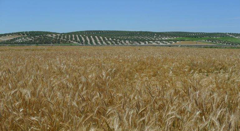 cereales-tritordeum-770.jpg