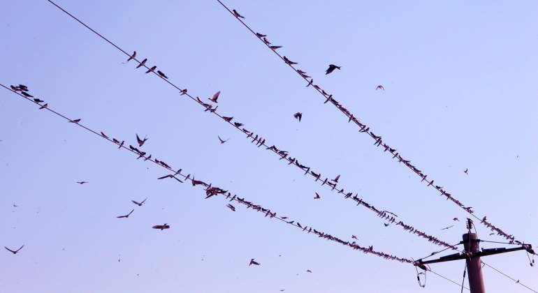 pajaro-cable-electricidad-dreamstime.jpg
