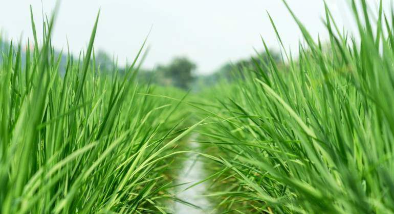 arroz-bloomberg.jpg