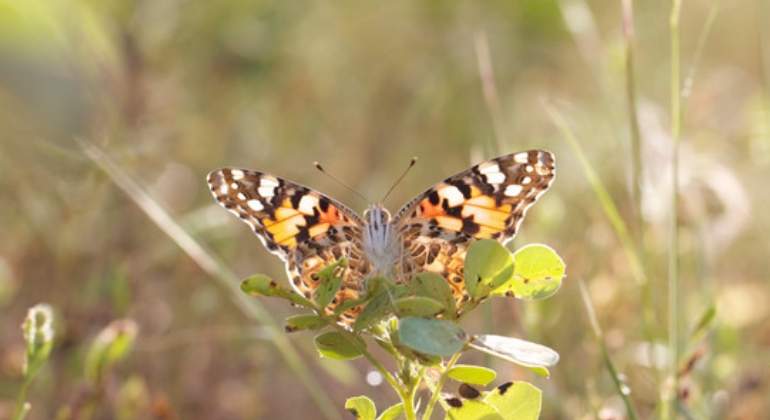 mariposa-770x420-gerard-talavera.jpg