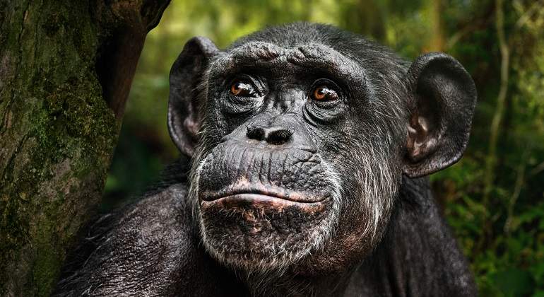 Un-chimpace-de-piel-oscura-iStock.jpg