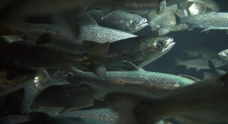 peces-truchas-ep.jpg