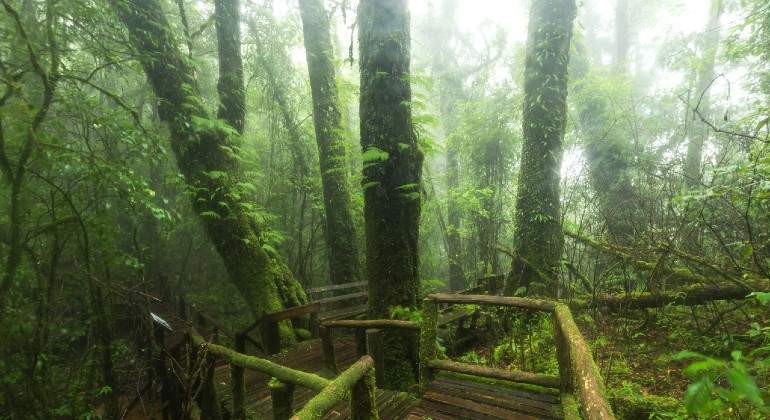Jungla