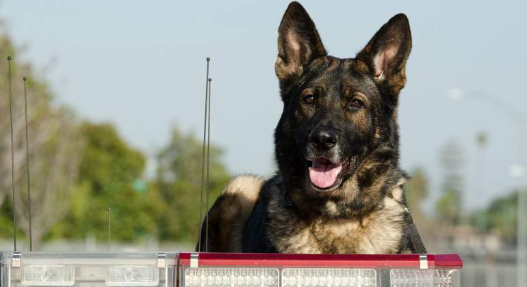 perro-policia-dreamstime.jpg