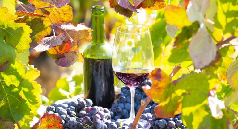 vinos-uvas.jpg