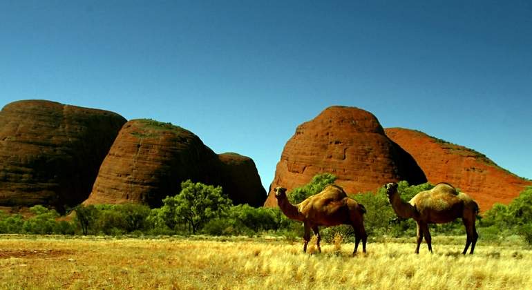 camellos-australia-reuters.jpg