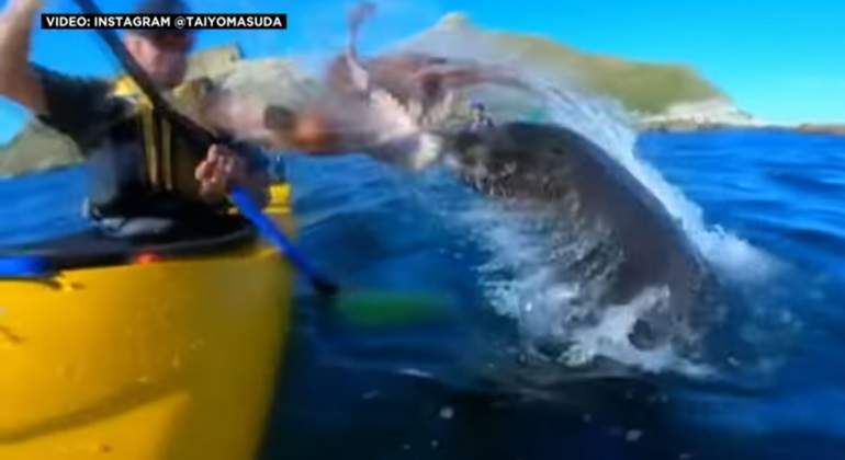 foca-pulpo-video.jpg