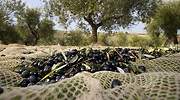 Deoleo avisa de que el 20% del olivar español está en riesgo de desaparecer
