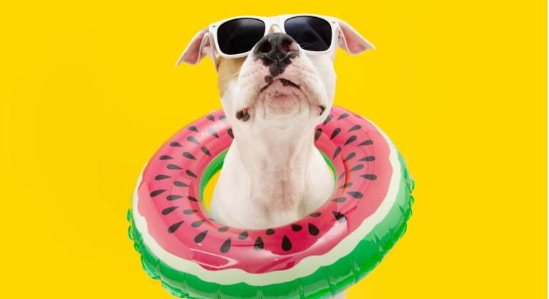 paradores-espana-hoteles-mascotas-perros.jpg