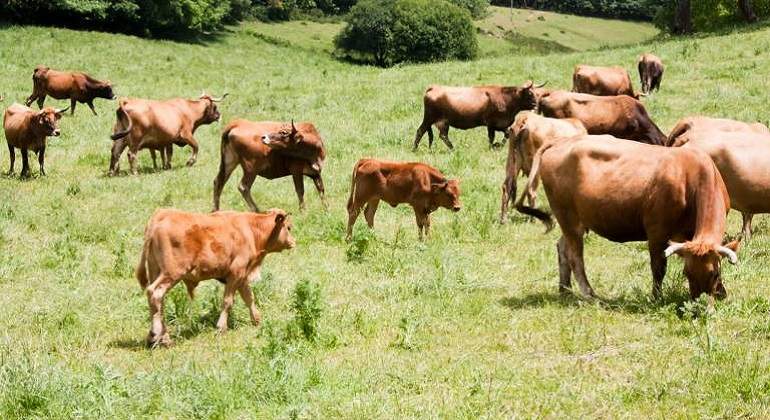 vacas.jpg