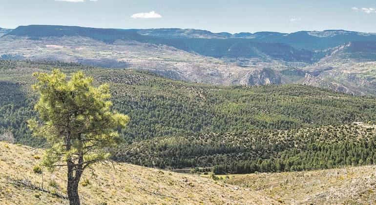 bosque-ejulve-especial-medioambiente.jpg