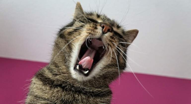 gato-bocaza-dreams.jpg
