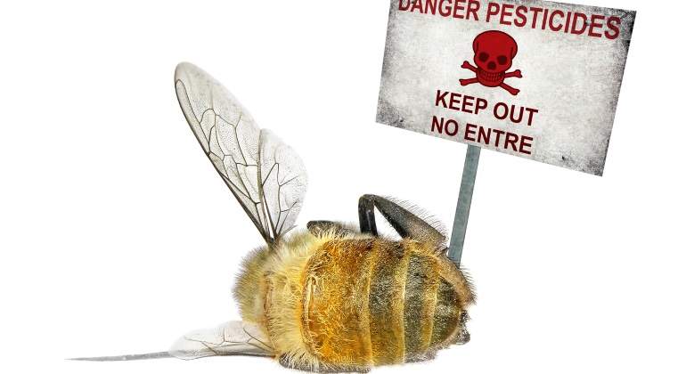 pesticidas-abeja-difunta.jpg