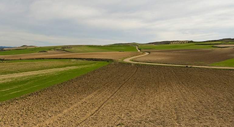 campo.jpg