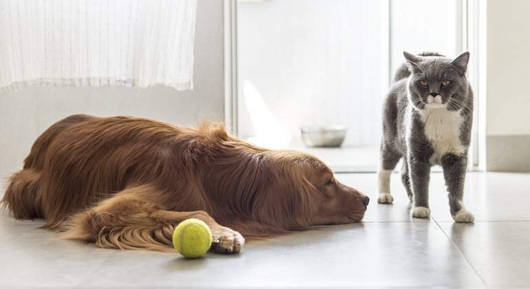 perro-y-gato.jpg