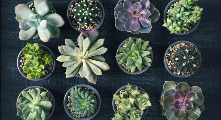 suculentas-plantas-1.jpg