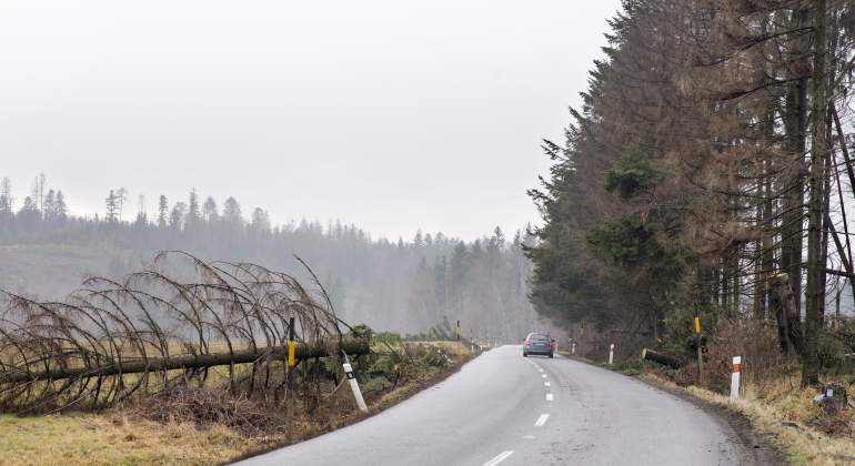 coche-viento-arbol-caido-dreamstime.jpg