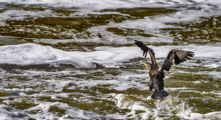 tajo-rio-pajaro-efe.jpg