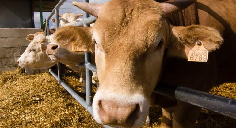 vacas-granja-dreamstime.jpg