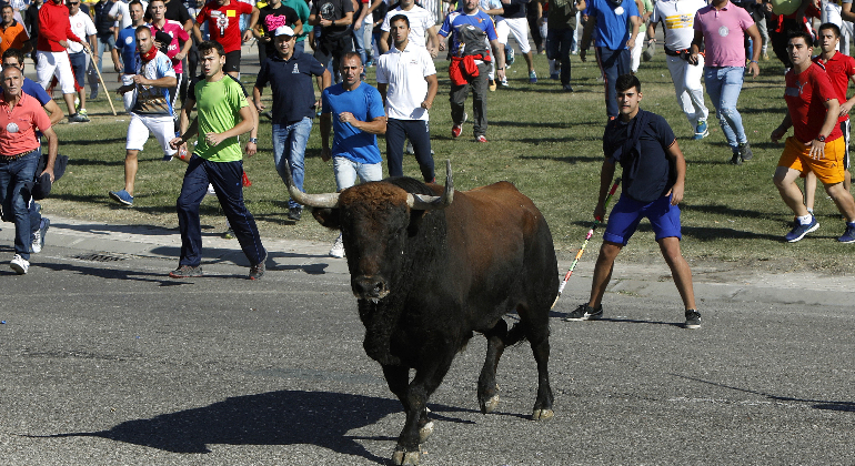 Torovega2017.png