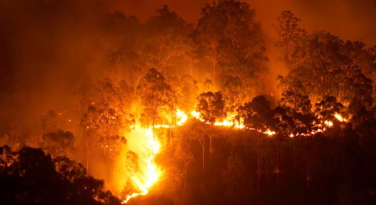 770-420-incendio-arboles-istock.jpg