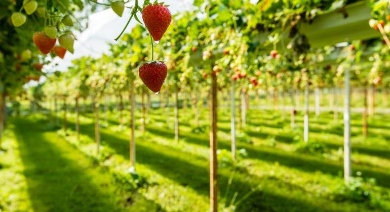 fresas-invernadero-holanda.jpg