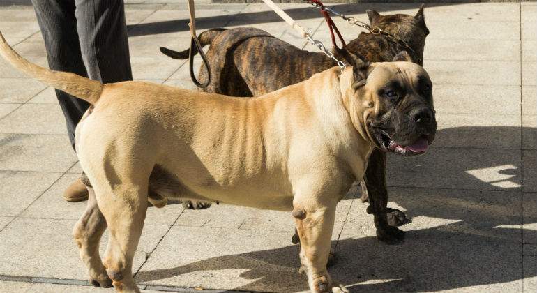 perros-alamy.jpg