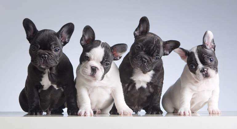 Cuatro-cachorros-de-bulldog-frances-iStock.jpg