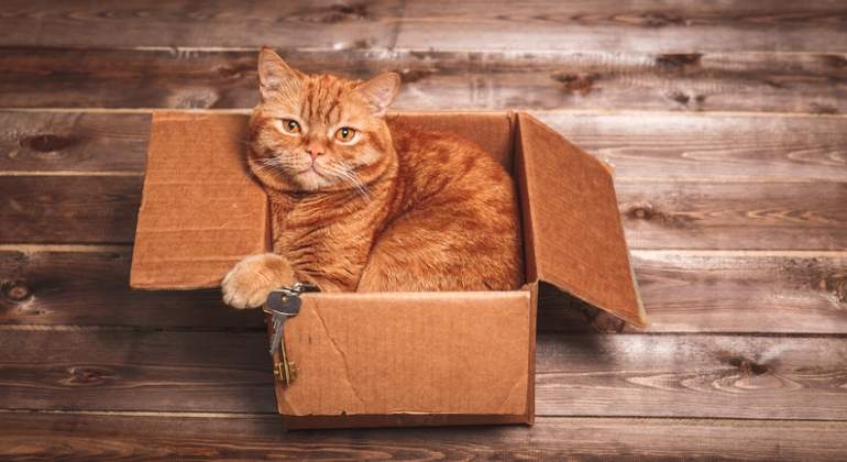 gato-mascota-caja-dreamstime.jpg