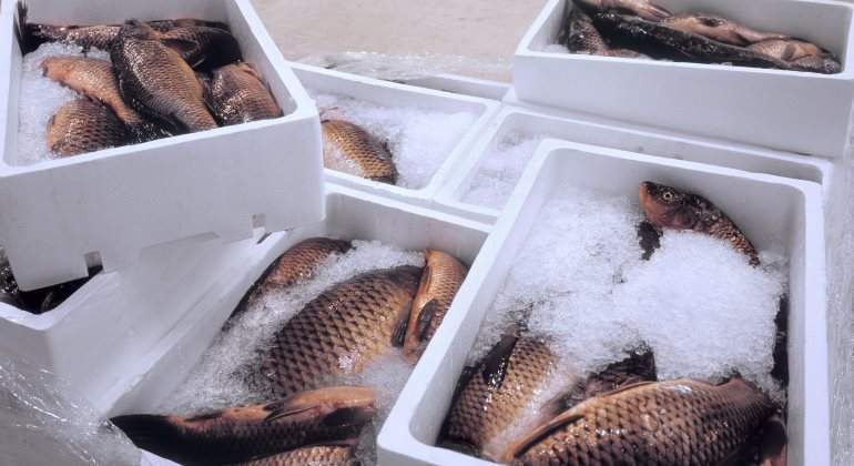pescado-cajas-blancas-770-istock.jpg