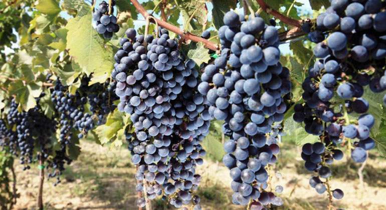 vinas
