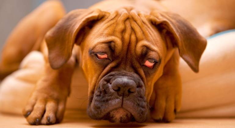 resaca-perro-causas-bebidas-recurso-dreamstime.jpg