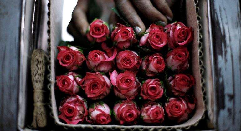 rosas