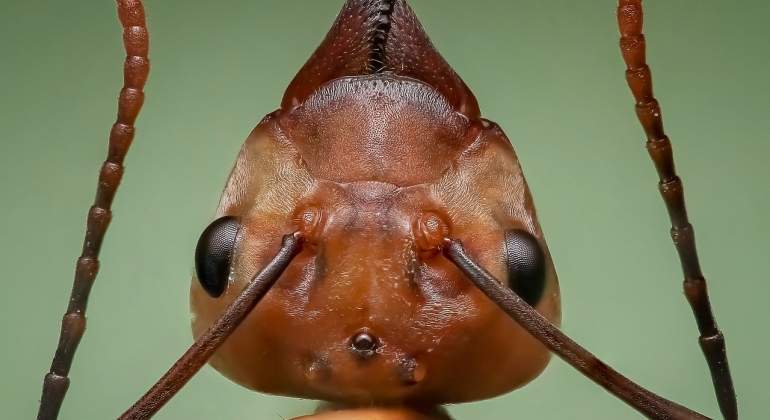 cabeza-hormiga-pixabay.jpg