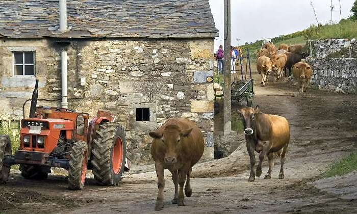 pueblo-campo-rural-vacas-770-dreamstime.jpg