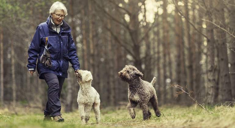 Perros-Bosque-Cria.jpg