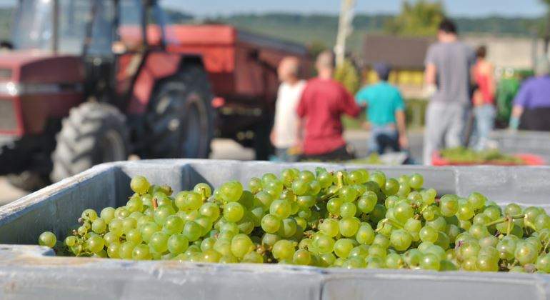 uvas-vendima-tractor-770-dreamstime.jpg
