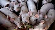 China pierde a la mitad de sus cerdos y la carne se encarece un 46% en España