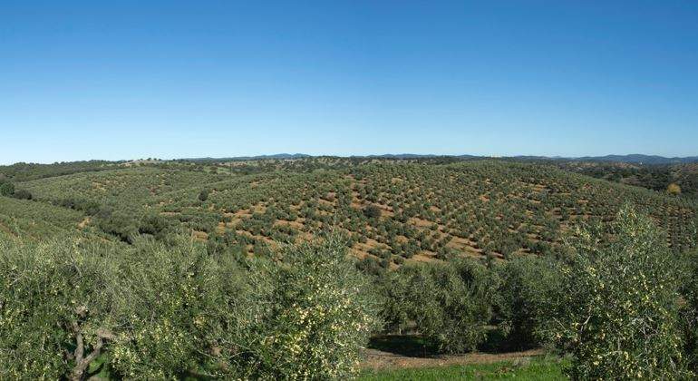 olivar-campo-andalucia-770.jpg