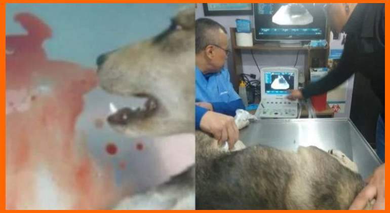 Perro-lastimado-Especial.JPG