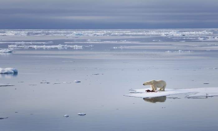 cambio-climatico-oso-polar.jpg