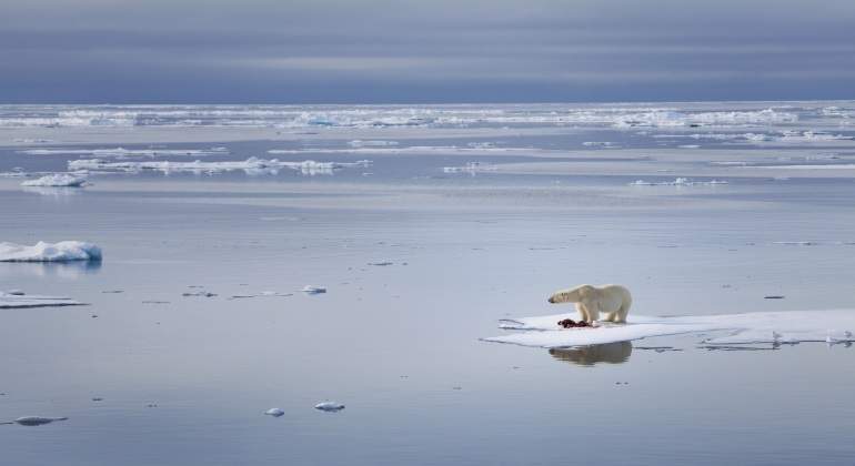 cambio-climatico-oso-polar.jpg