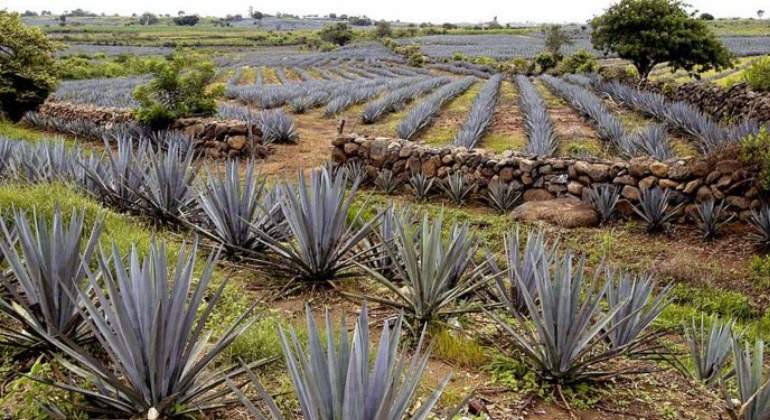 planta-tequila.jpg