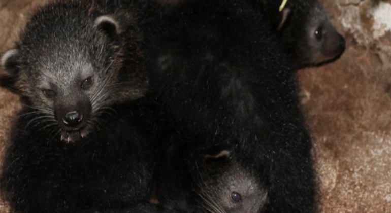binturong-manturon-efe.jpg